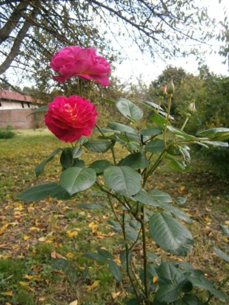 Aux Sources De L'Ancre Bed & Breakfast Miraumont Bagian luar foto